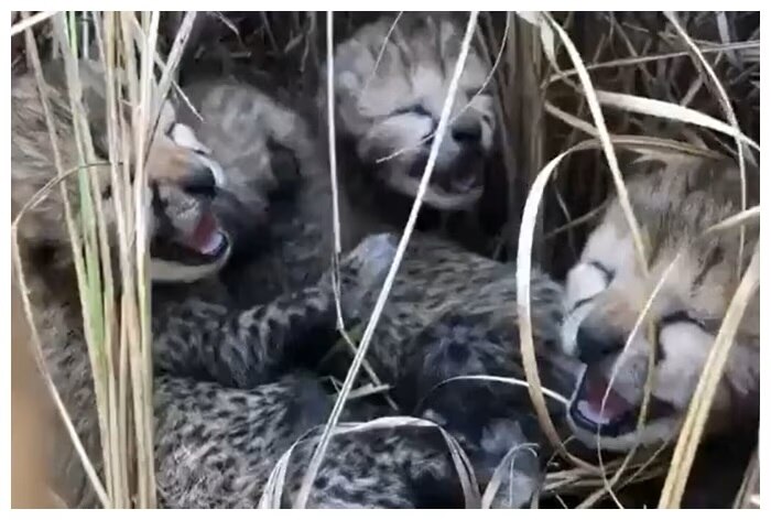 Another Cheetah Baby Dies At Kuno National Park, Number Of Cubs Drops