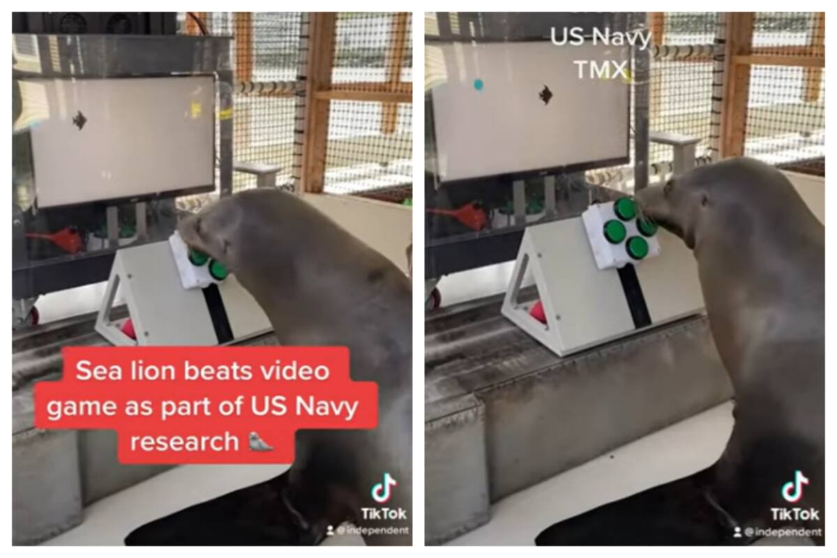 Sea lions taught how to play video games by US Navy scientists