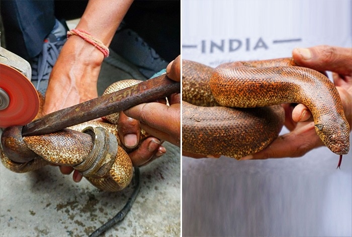 Snake Stuck In Water Pump Rings Rescued By Wildlife SOS Team