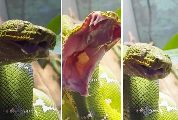 Have You Ever Seen A Snake Yawn? Watch It Right Here