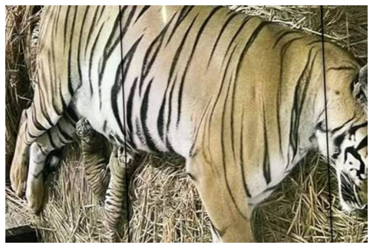 White Tigress In Delhi Zoo Gives Birth To Three Cubs