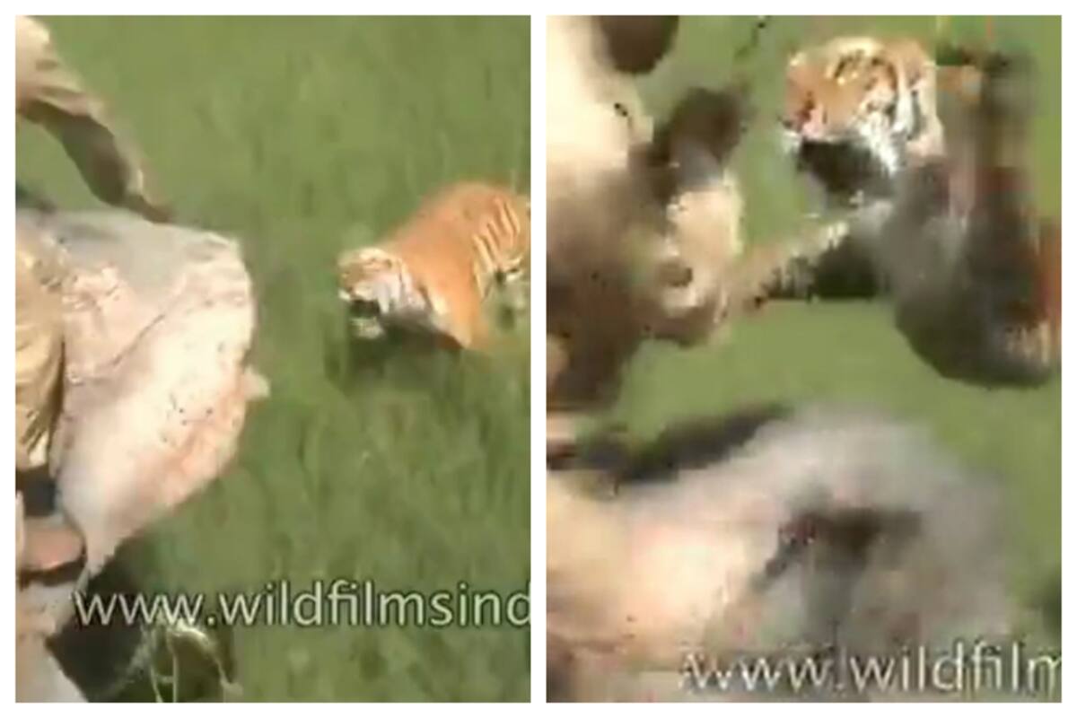 tiger attack man on elephant
