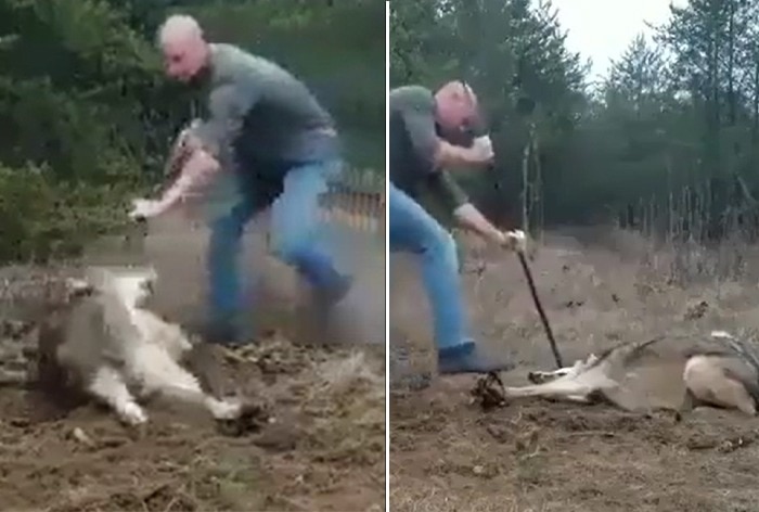 Man Risks His Life To Rescue Trapped Wolf In Tension Filled Viral Video