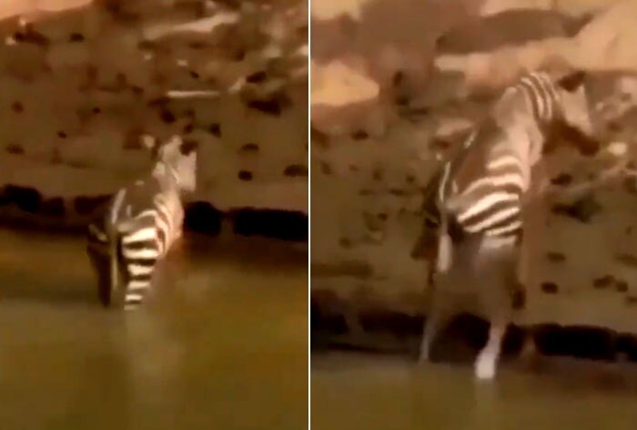 Crocodile Misses Grabbing Zebra By A Flash Netizens Say Lazy Watch 2 QT zebra