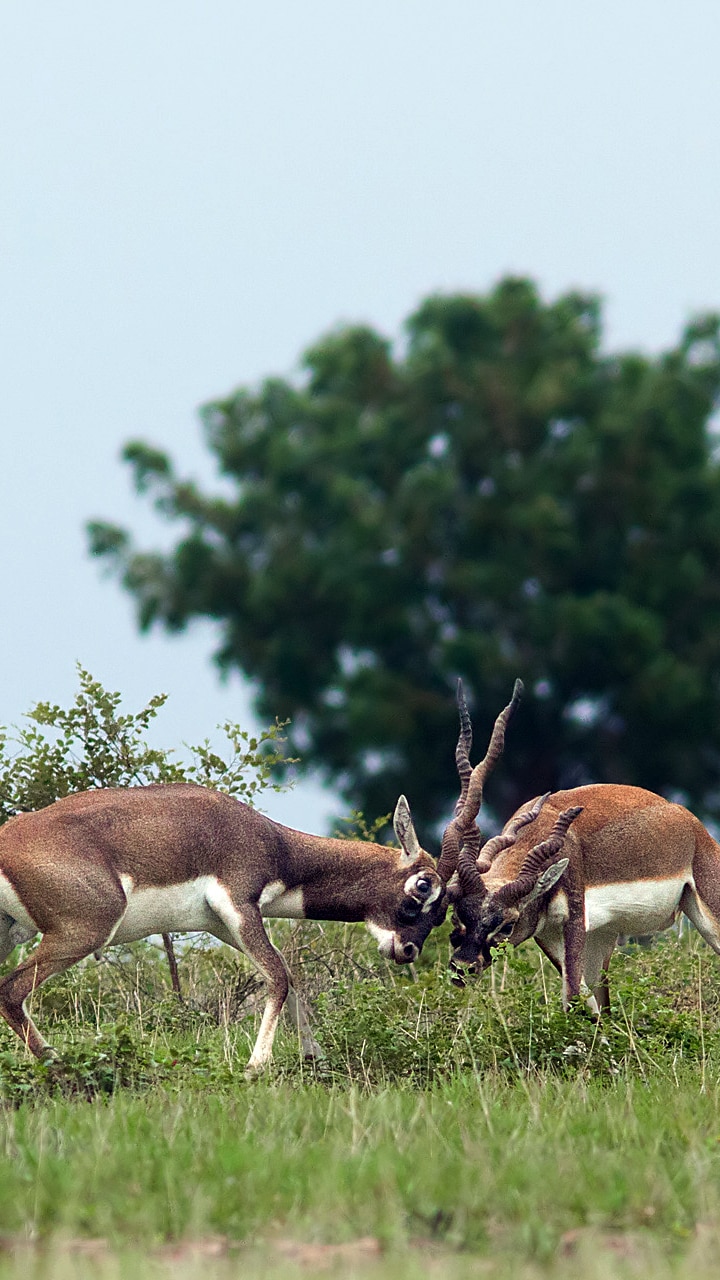 top-10-famous-wildlife-sanctuaries-of-india