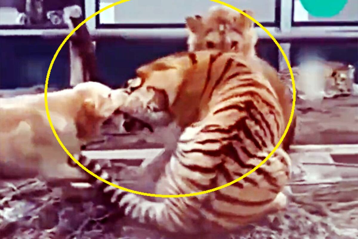 Tiger Cubs Fighting, Lions, Tigers & Big Cats, Animals