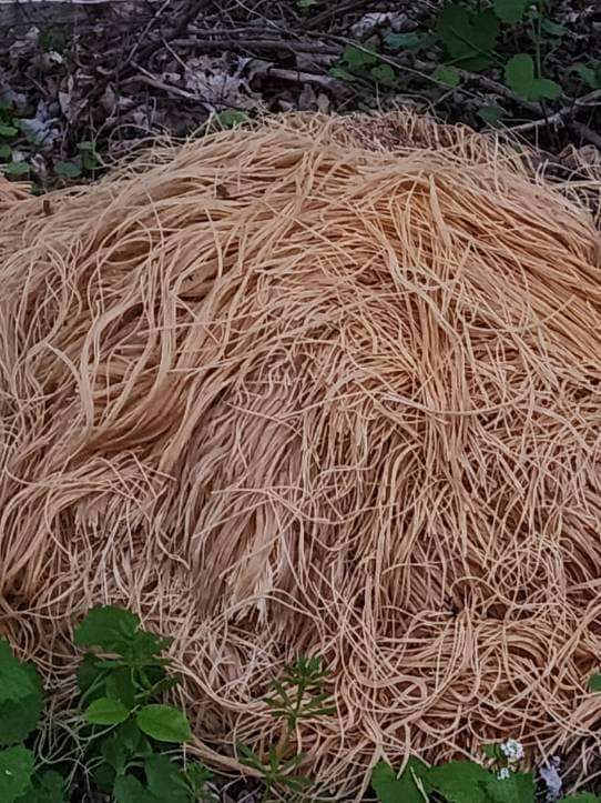 The Noodle Mystery Hundreds Of Tons Of Pasta Found Dumped In New Jersey Woods
