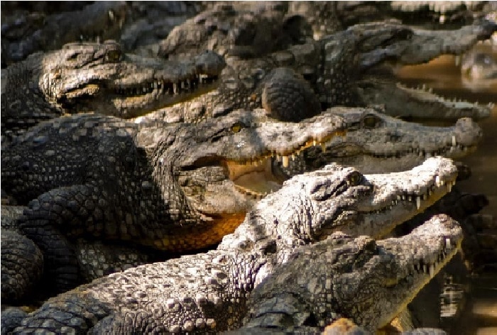 72-Year-Old Man Brutally Torn Apart by 40 Crocodiles in Cambodia ...
