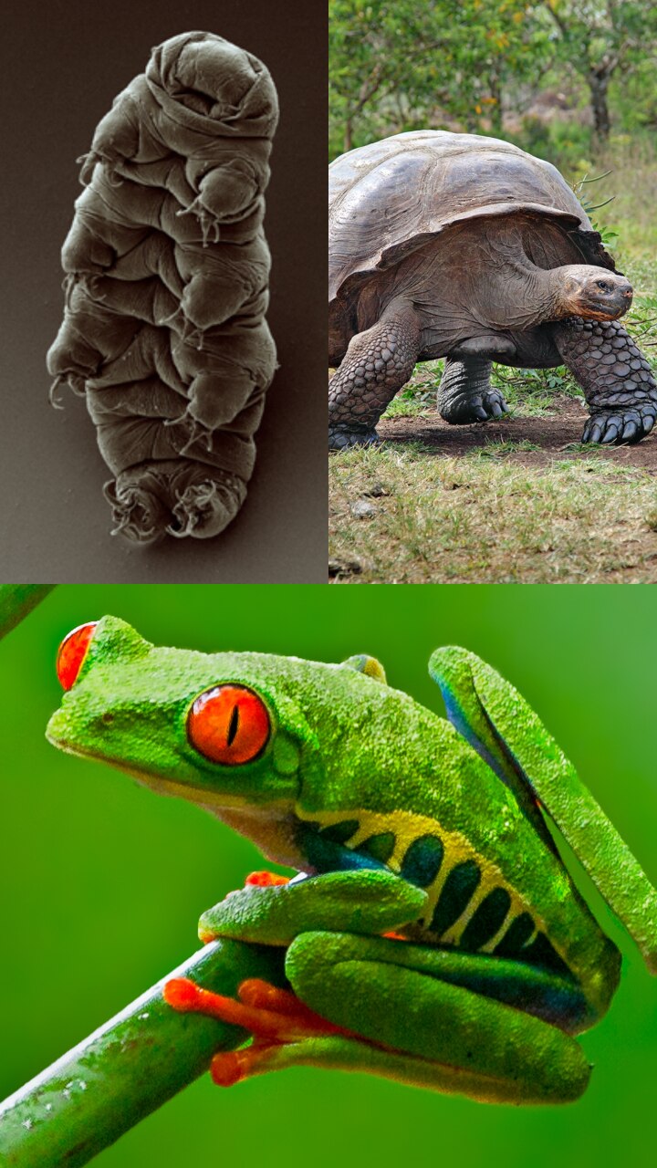 10 Animals That Have Been To Space