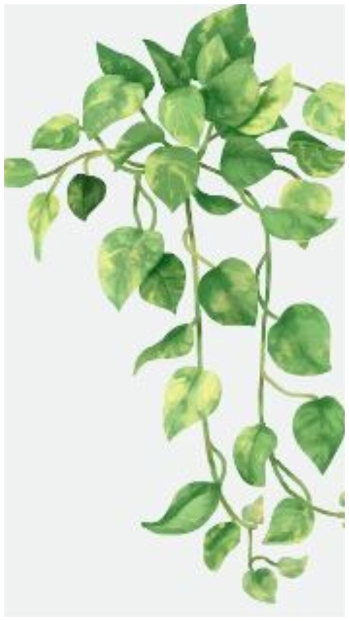 Pilea Chinese Money Plant Line Art Stock Vector - Illustration of plant,  pilea: 275655740