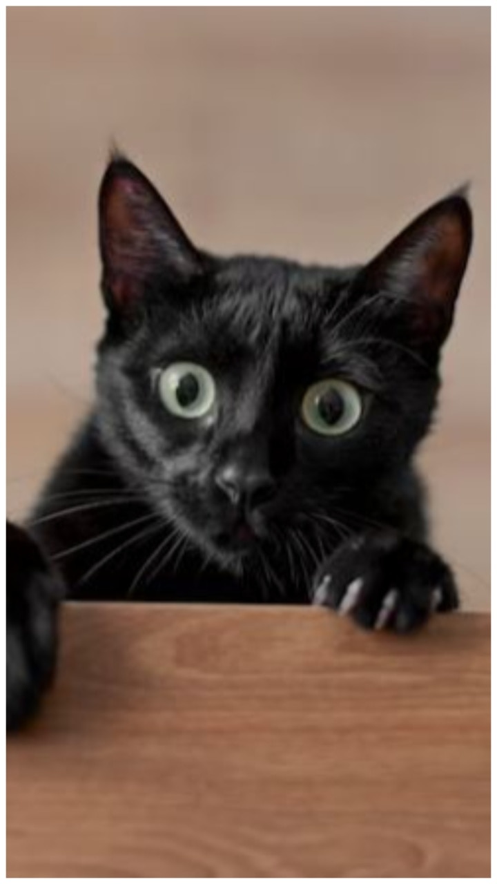 why-are-black-cats-a-sign-of-bad-luck