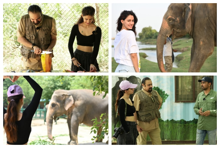 Disha Patani Raises Awareness For Elephant Protection With Wildlife SOS