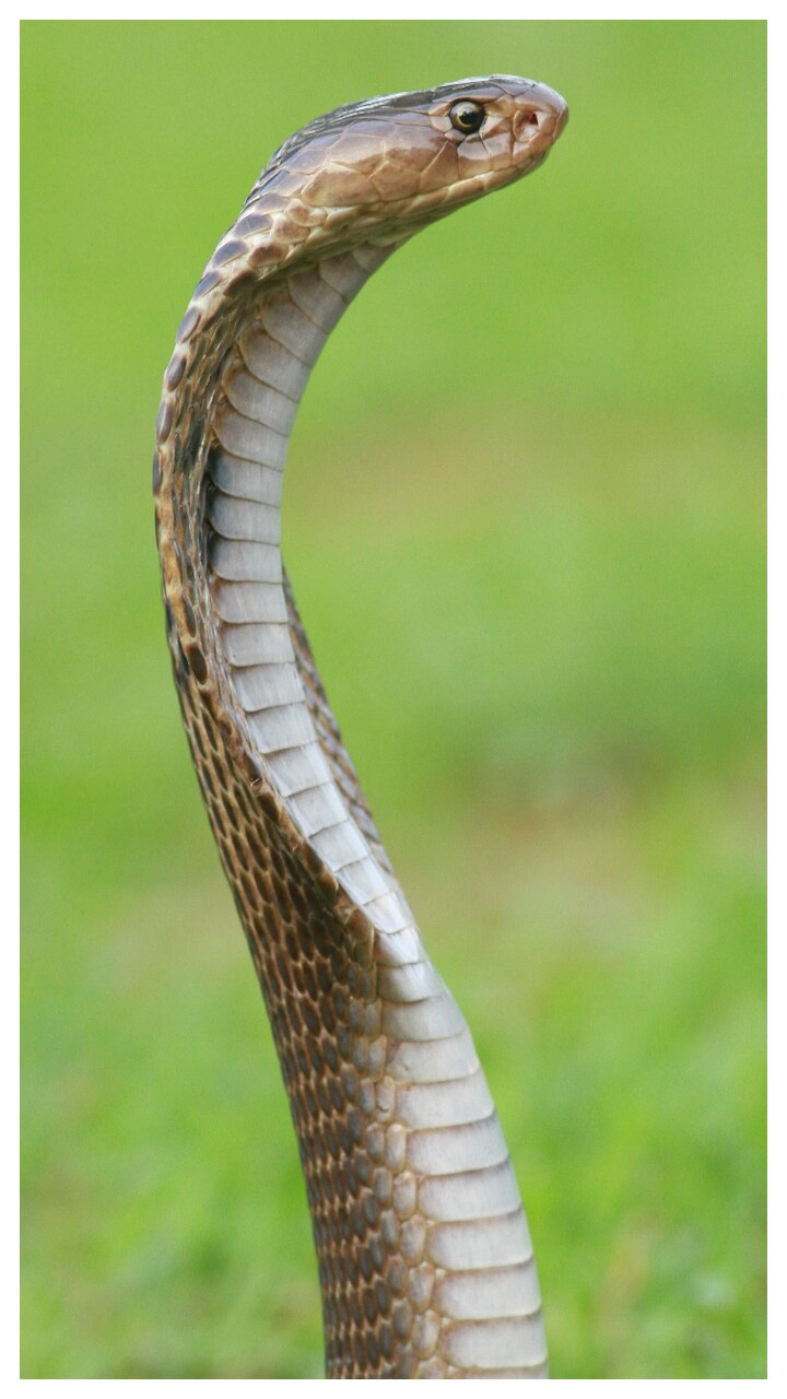 10 Interesting King Cobra Facts