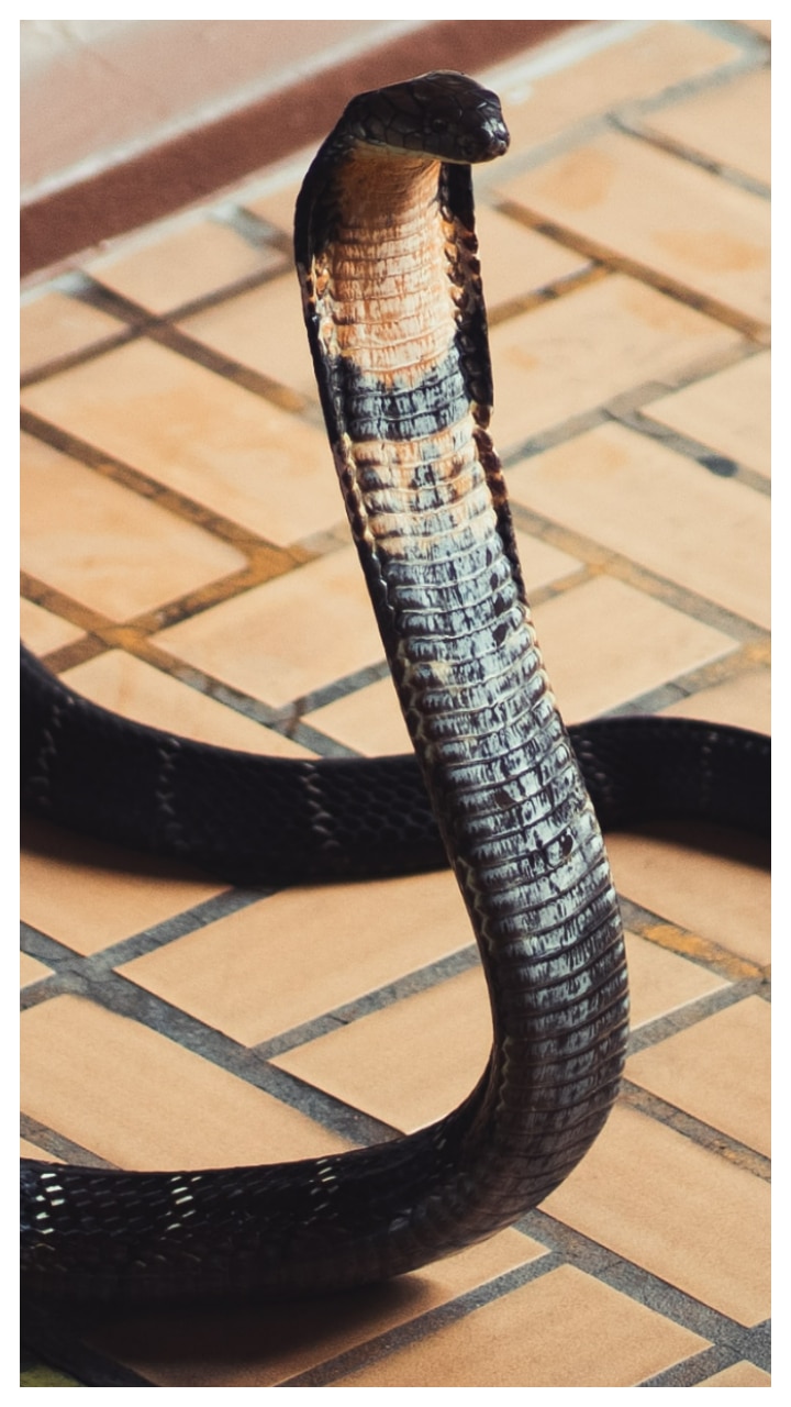 8 Intriguing King Cobra Facts