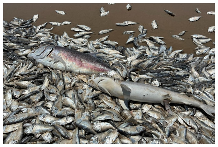 Read more about the article Millions Of Dead Fish Wash Ashore In Texas Suffocate Due To Excessive Heat