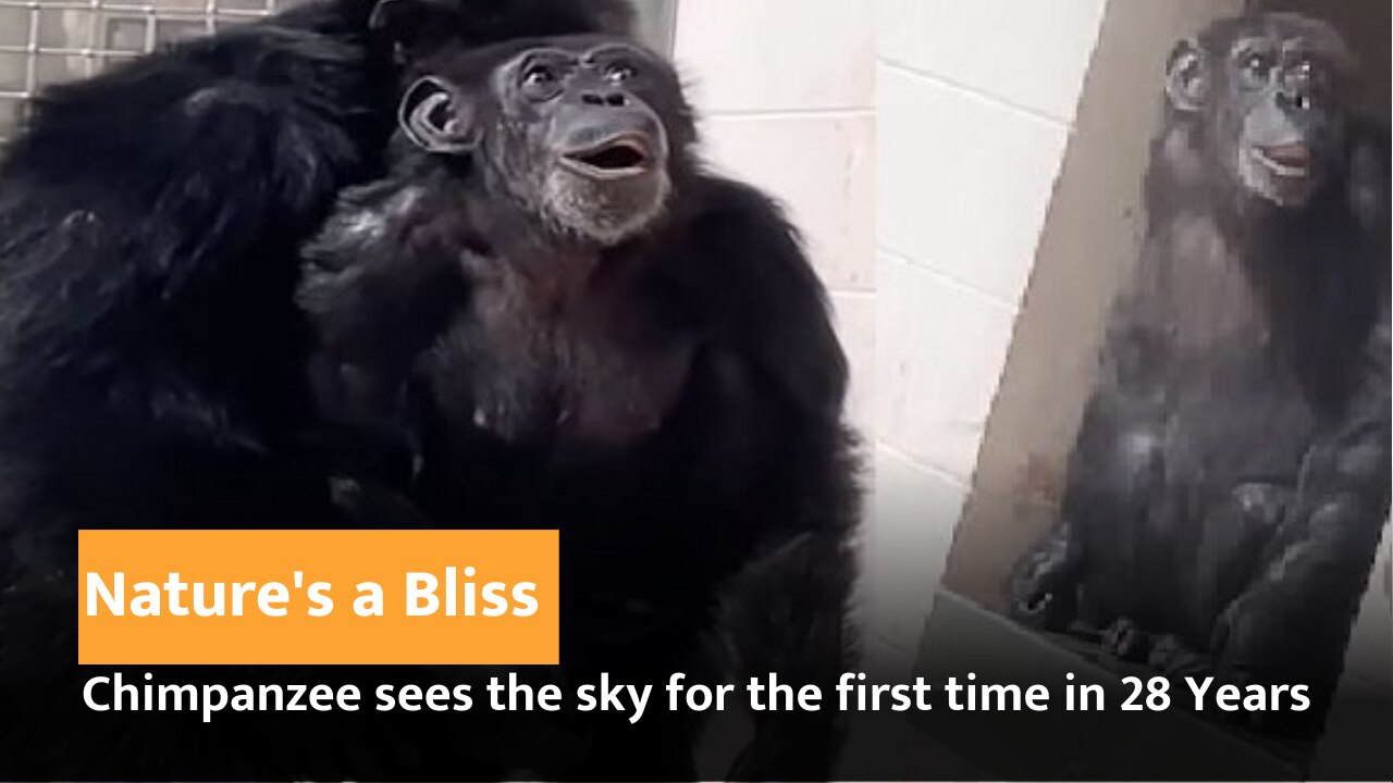 Chimpanzee sees open sky for first time after 28 years in cage | India.com