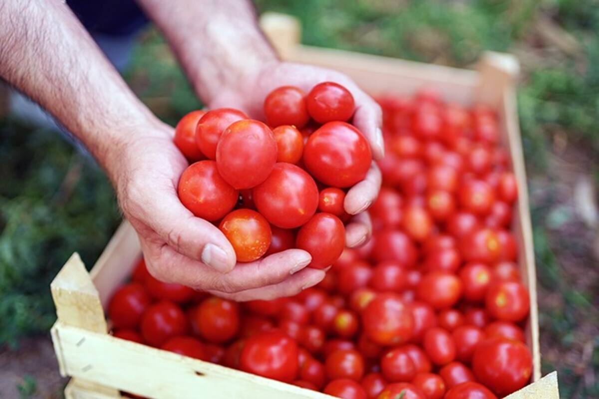 In Delhi Tomato prices shoot up to Rs 140/kg.