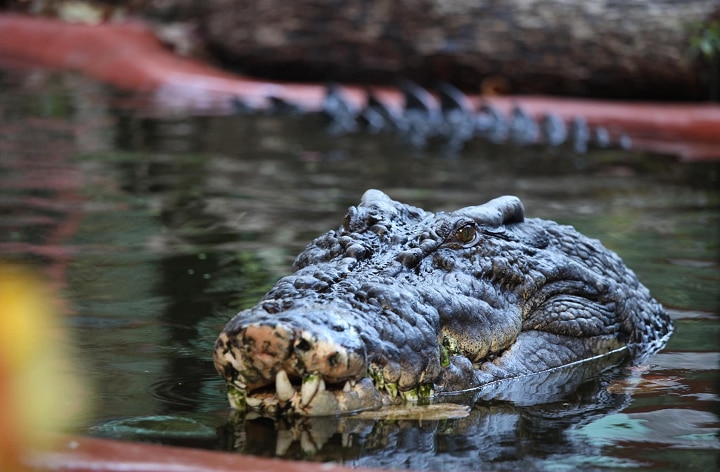 savouring-chicken-and-tuna-world-s-largest-captive-crocodile