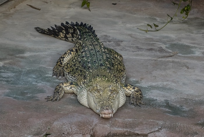 In Rare ‘Virgin Birth’ Case, Crocodile Made Herself Pregnant In Costa Rica Zoo; Here’s How It’s Possible