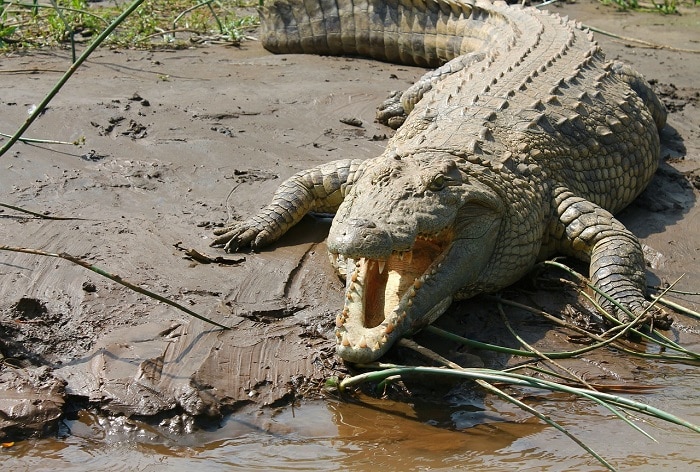 Crocodile Drags 10-year-old Boy In Front Of Mother In Odisha's 