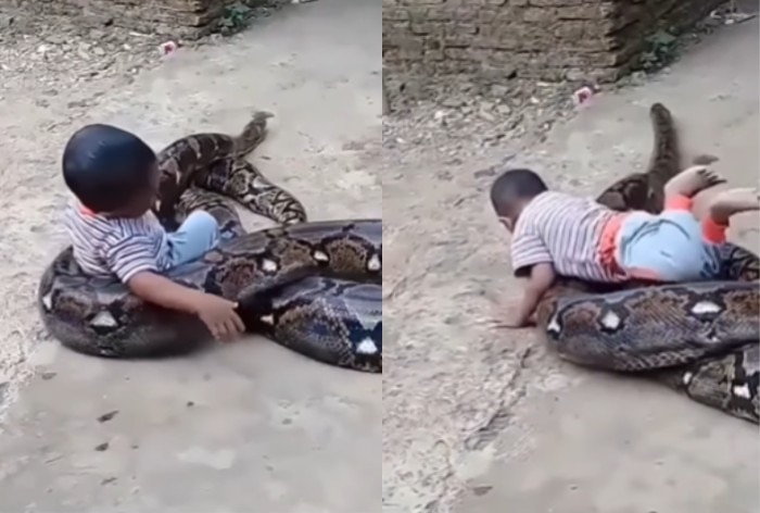 Azgar Ka Video: निगलने के बजाय बच्चे को झुलाने लगा अजगर, कैमरे में कैद ...