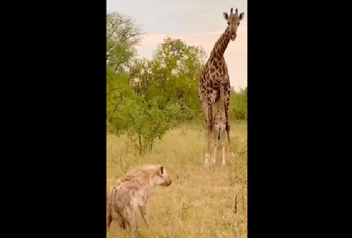 mother giraffe protects baby