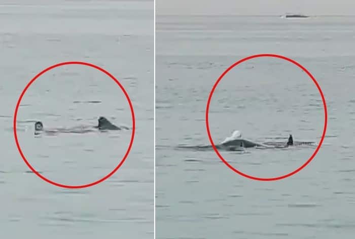 Disturbing Video Shows Russian Tourist Eaten By Tiger Shark In Front Of