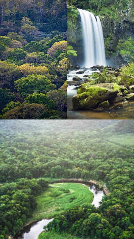 10 Largest Forests In the World