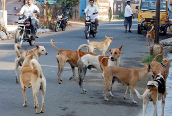 Rabies-Infected Girl Bites 40 People Before Dying In UP Village