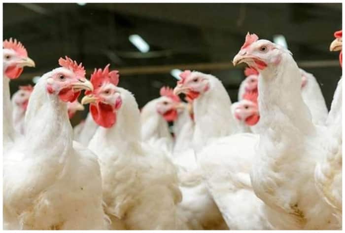 Massive Bird Flu Outbreak Hits Jharkhand, Ranchi On Alert, Chicken Sale Banned | Top Developments