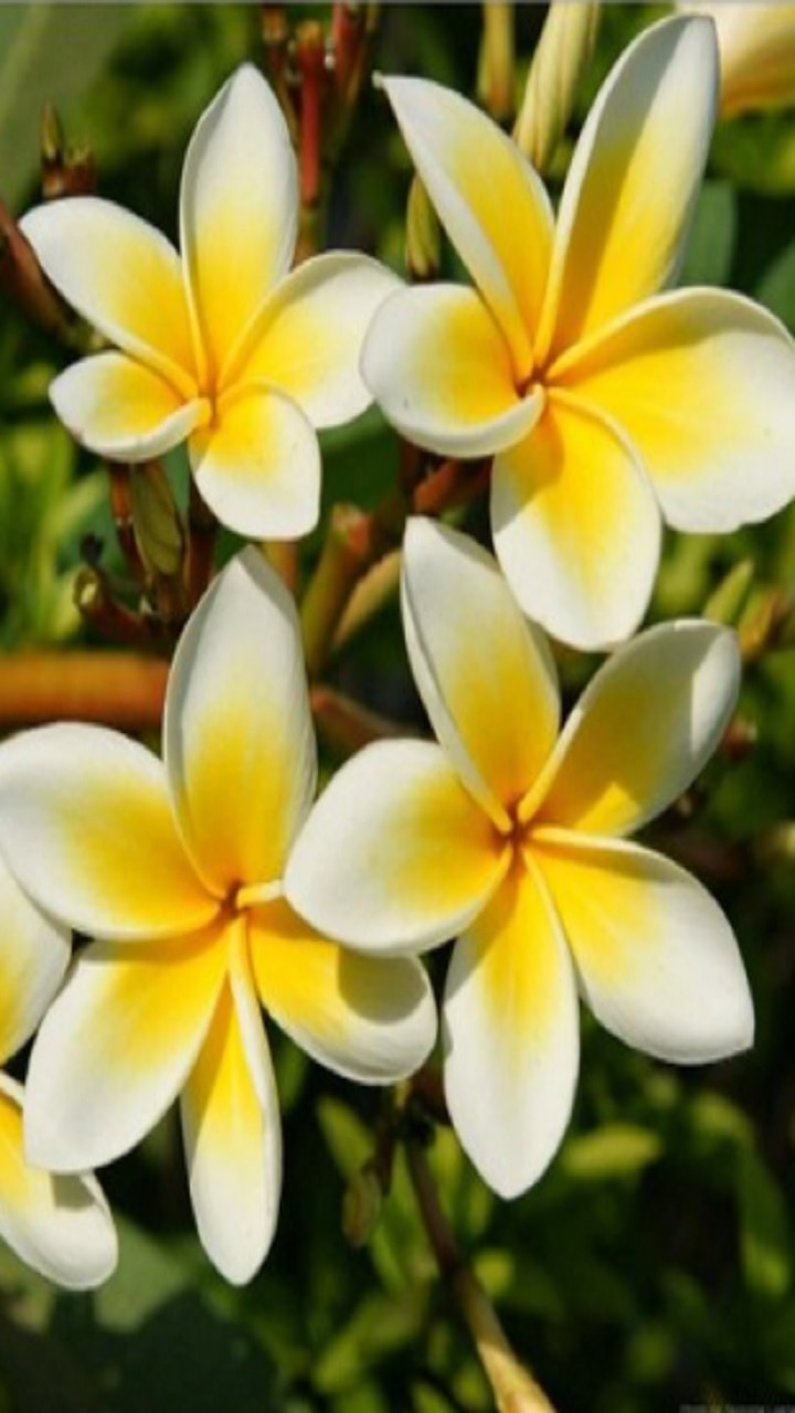 Flowers Name In Odia Oriya and English  ଓଡଆର ଫଲର ନମ  