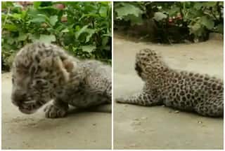 बकरी चराने अरावली पर्वत गया था शख्स, 2 शावकों को उठा लाया; गांव पहुंचा और मालूम हुआ किसके बच्चे हैं तो...| देखें VIDEO