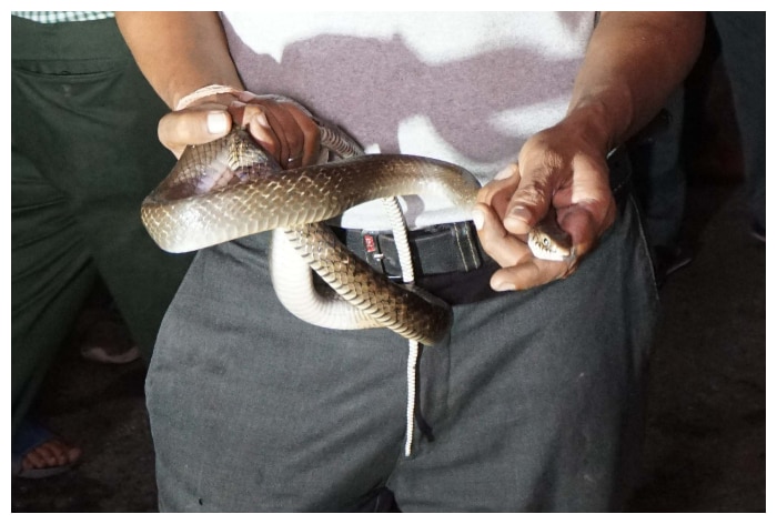 Snake rescues 2024 near me