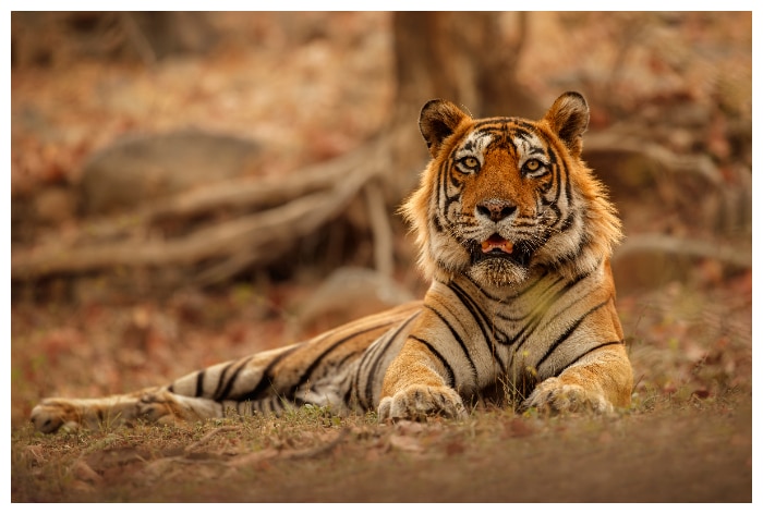 Global Tiger Day, Tiger, Project Tiger, Central India, Shivalik Hills, Gangetic Plains, Madhya Pradesh, Uttarakhand, Maharashtra, Western Ghats, Karnataka, Corbett, Bandipur, Nagarhole, Bandhavgarh, Dudhwa, Mudumalai, Kanha, Kaziranga, Sundarbans, Tadoba, Sathyamangalam