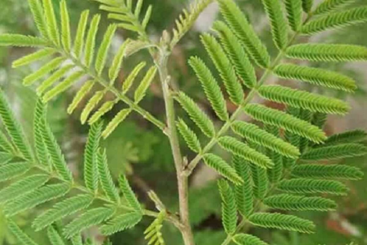 Shami Plant: शमी के पौधे का धार्मिक महत्व और इसे लगाने की सही दिशा - Shami  Plant Why is the Shami plant worshipped Know the importance