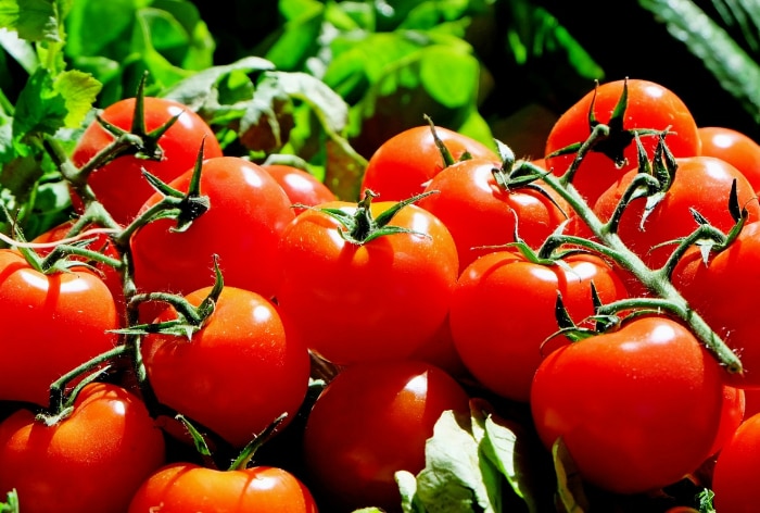 Tomatoes, tomato price hike, tamil nadu, tamil nadu news