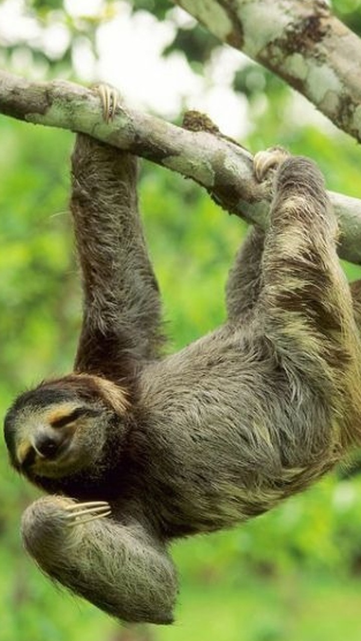 9 Animals With Long Arms. See Pics Here