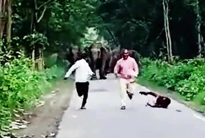 https://www.india.com/viral/3-men-clicking-selfies-chased-off-by-wild-elephments-in-ups-lakkhimpur-khiri-video-viral-watch-6149572/3 सेल्फी क्लिक करते पुरुष यूपी में जंगली हाथियों ने खदेड़ा