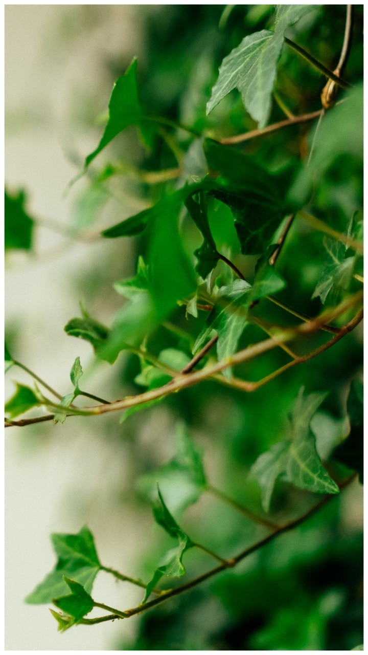 10 Indoor Plants to Absorb Humidity at Home During Monsoon