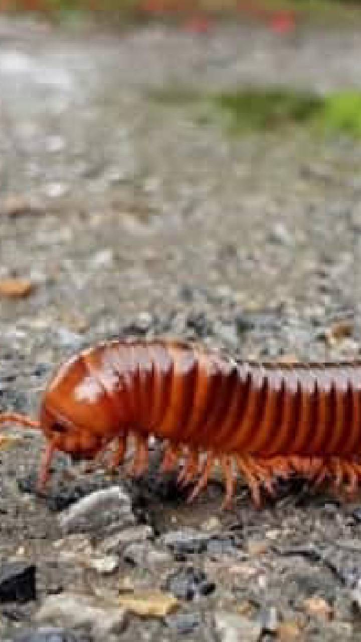 Desh Insect बारिश होने पर कीड़े-मकोड़े से कैसे छुटकारा पाएं?