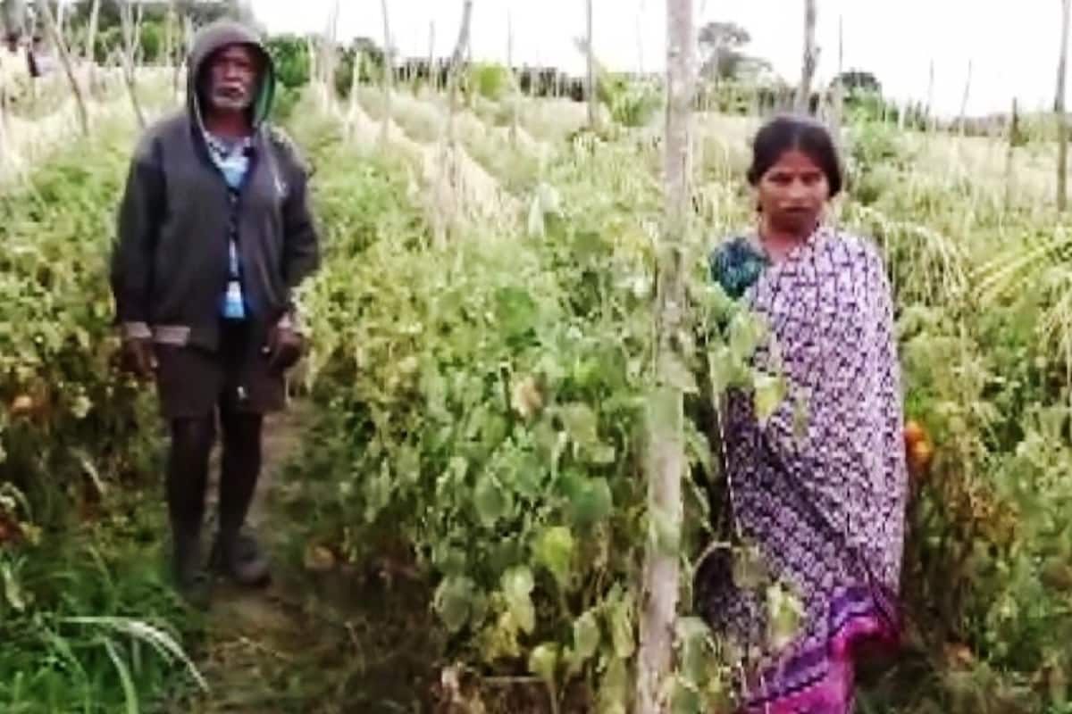 Tomatoes Worth Rs 2.5 Lakh Stolen from Karnataka Farm Amid Soaring Prices