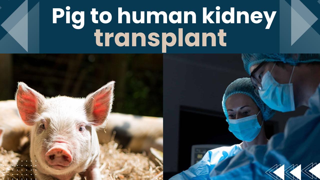 Transplant of Human Kidney From Pigs