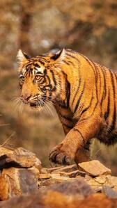 10 Crazy Tiger Facts That Will Leave You Amazed