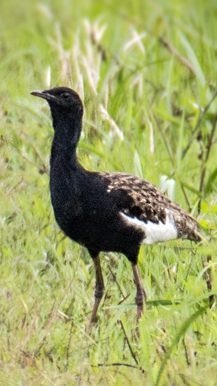 10 Rare Birds In India