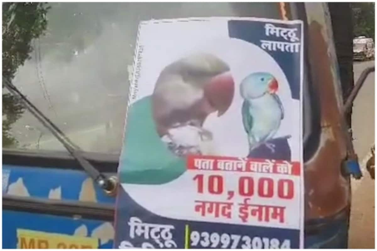 Viral: Madhya Pradesh Family Offers Rs 10,000 Reward For 'Missing' Pet  Parrot | Watch