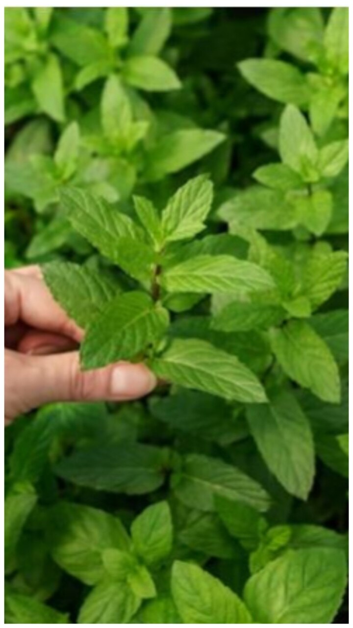 tulsi-benefits-9-reasons-to-keep-tulsi-at-home