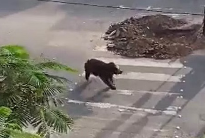 Bear In The City: Wild Bear Roams Around On Telangana Streets | Watch