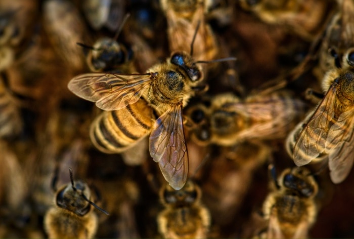 Man Killed, 4 Others Injured In Attack By Swarm Of Bees In Madhya Pradesh Village