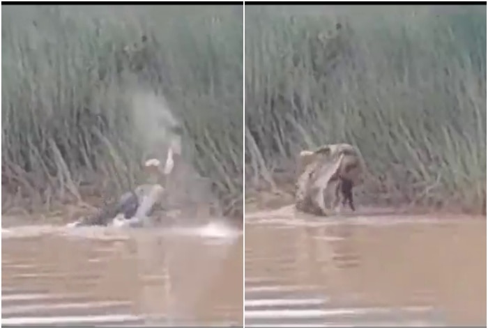 Riverside Horror Crocodile Devours Woman Taking Bath Near Odisha River Watch picture