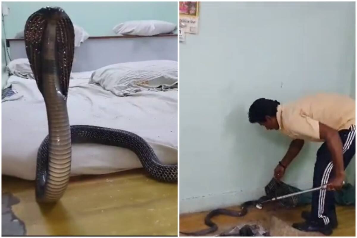 Study Buddy (Explorer): Vipers in quarantine centre to cobra hidden in  flat, Hong Kong snake catcher reveals all - YP